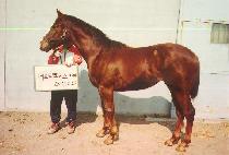 û��ô� (CHEONGCHUN SIDAE) ����