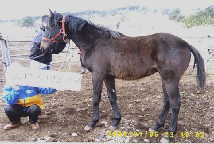 ������ ����