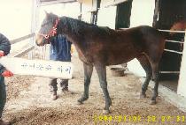 ���ֶߴº� (NAJU TTEUNEUNBYEOL) ����