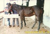 �������� (MUJEOK BULPAE) ����