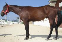 �ռ�ǳ (SONSEOKPUNG) ����