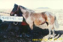 ����è�Ǿ� (REAL CHAMPION) ����