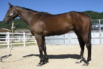 ��Ű���� (LUCKY FOX) ����