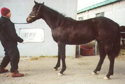 ���̷� ����