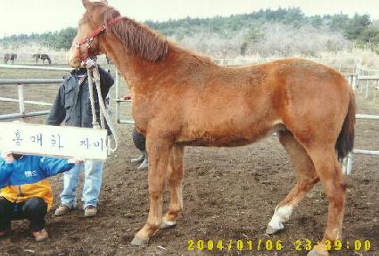 ������ŷ ����