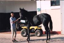 �������� (HIGH WIND) ����