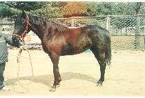 ������ (OHYEONGJE) ����