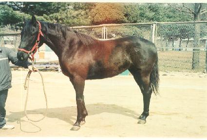 ������ ����