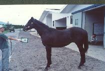 �������丮�� (BLACK IMPERIAL) ����