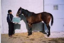 �ڵ���̵� (HANDMADE) ����