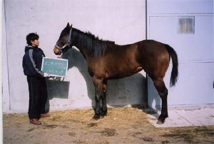 �ڵ���̵� ����