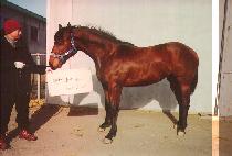 �۶��̵����� (GLIDING VICTOR) ����