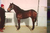 ���� (HAENGUN NARA) ����