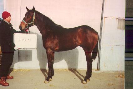 ���� ����