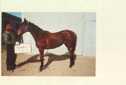 ������� ����