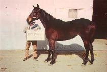 õ������ (CHEONGYEONG JIJON) ����