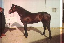 �۶��̵����� (GLIDING WINNER) ����