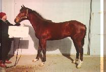 ���׺� (DENEB) ����