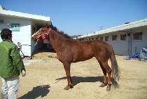 ���峪 (SEDNA) ����