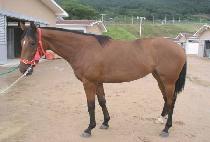 �����緯 (PROPELLER) ����