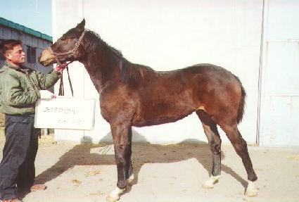 �ݺ����� ����