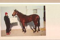 �ÿ��ϰ� (SIWONHAGE) ����