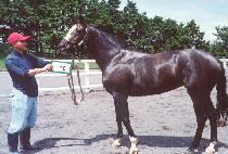 Ǫ������ (PUREUN NANGMAN) ����