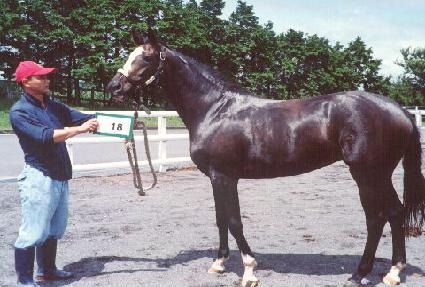 Ǫ������ ����