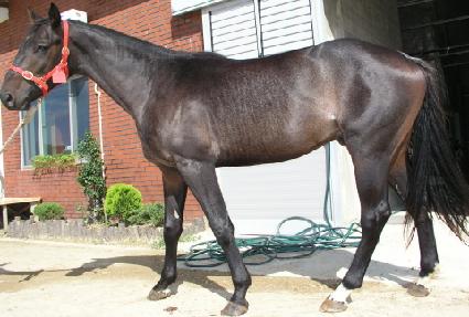 ��Ȳ���� ����