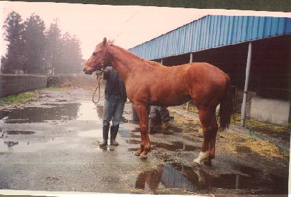 �����÷��� ����