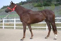 ��â���� (HAKCHANG SIJEOL) ����