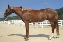 ����� (CHUMSAWI) ����