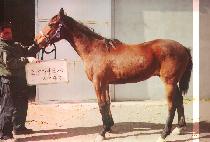 ������ (COOL JAZZ) ����