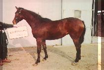 Ÿ�̰����� (TYGER ZIF) ����