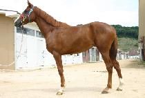 �Ҹ�� (BULMOSAN) ����