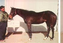 ��� (CHUNGGYEONG) ����