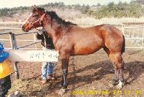 ��뽺�� (DINOS YOUNG) ����