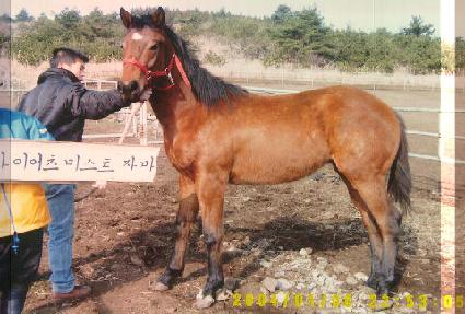 �ÿ�������Ƽ ����