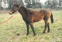 Ǫ���ٶ� (PUREUM BARAM) ����