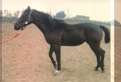 ��Ⱦ���� ����