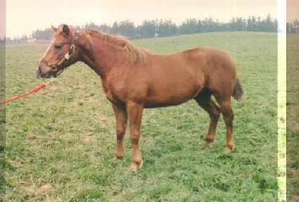 ������� ����