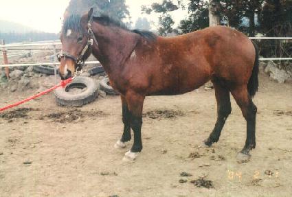 �ҳ��̾� ����