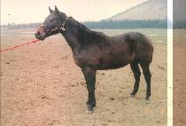 ����ǳ (SAECHUNPUNG) ����