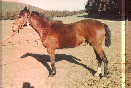 �Ǽ� ����