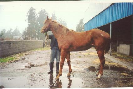 ������ ����