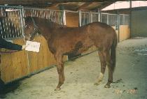 ûõ�ϴ� (CHEONGCHEON HANEUL) ����