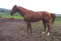 SAEBYEOK DONGJA picture