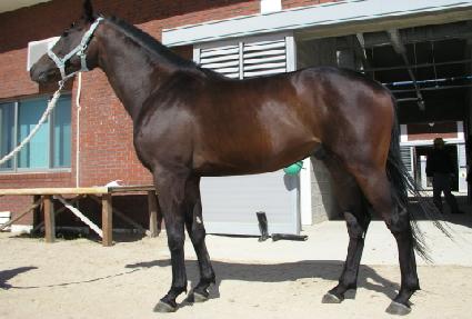 Ȩ��ŷ ����