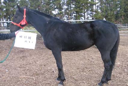 �ٸ��� ����