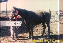 ��Ű���� (LUCKY DAY) ����